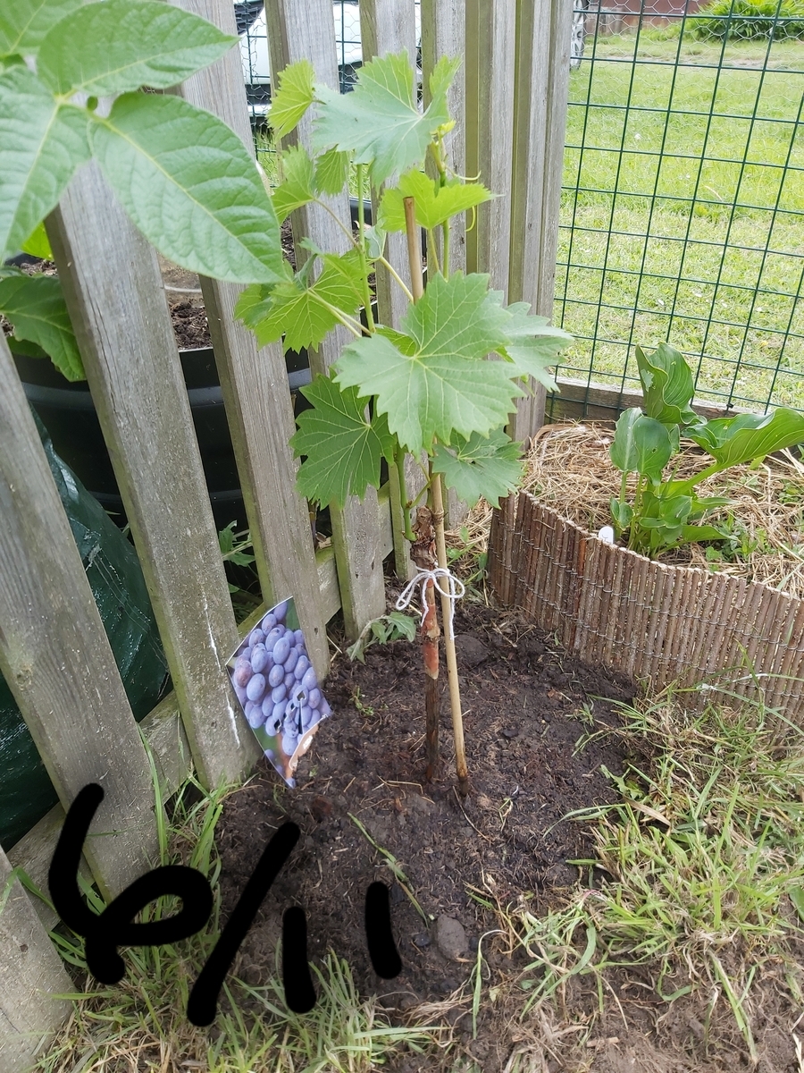 f:id:QueSeraSeraEngland:20210702035212j:plain