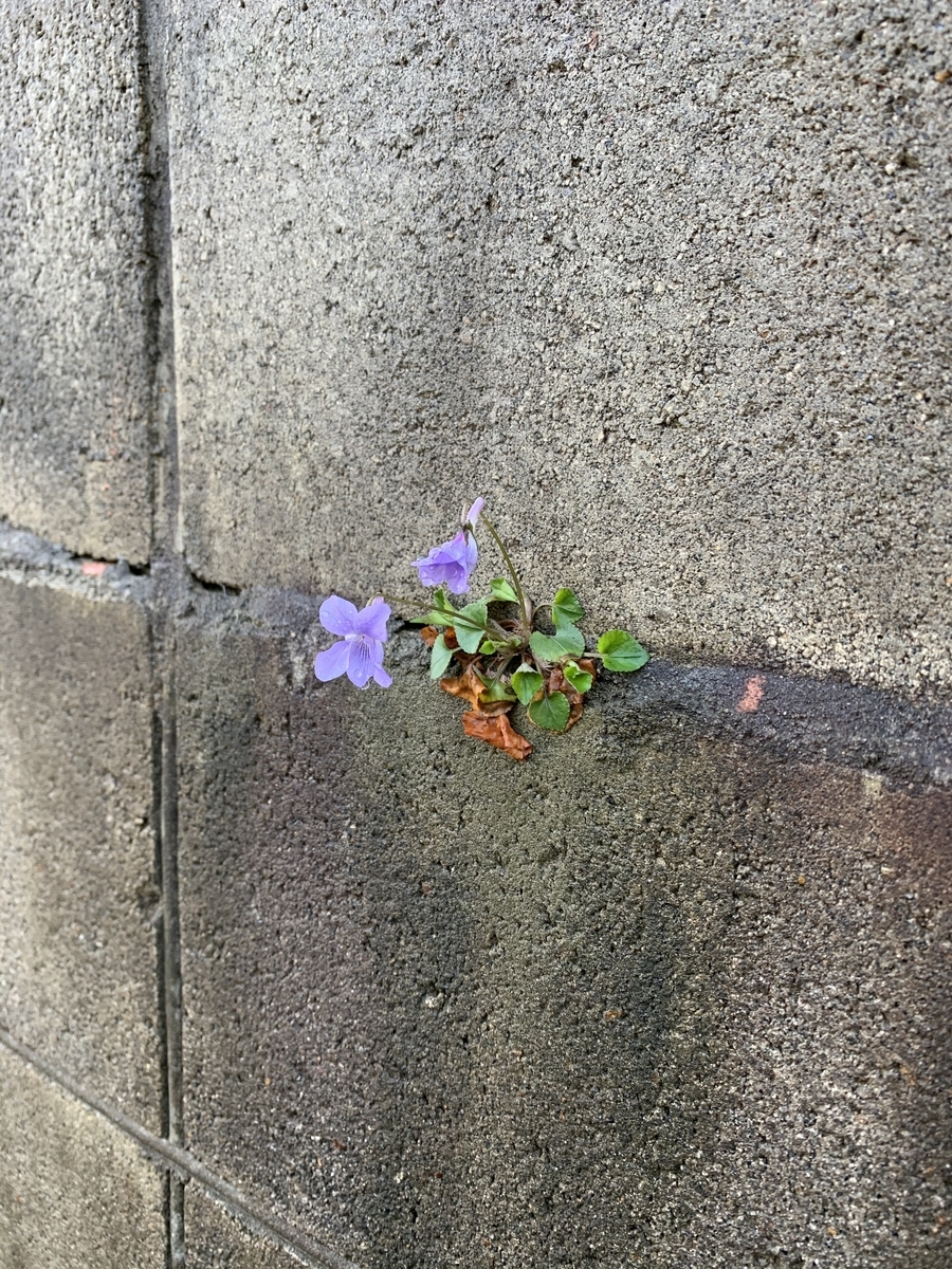 f:id:Question-lab:20210329180804j:plain