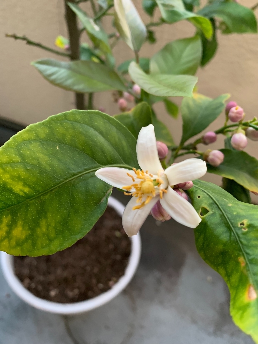 f:id:Question-lab:20210422224207j:plain