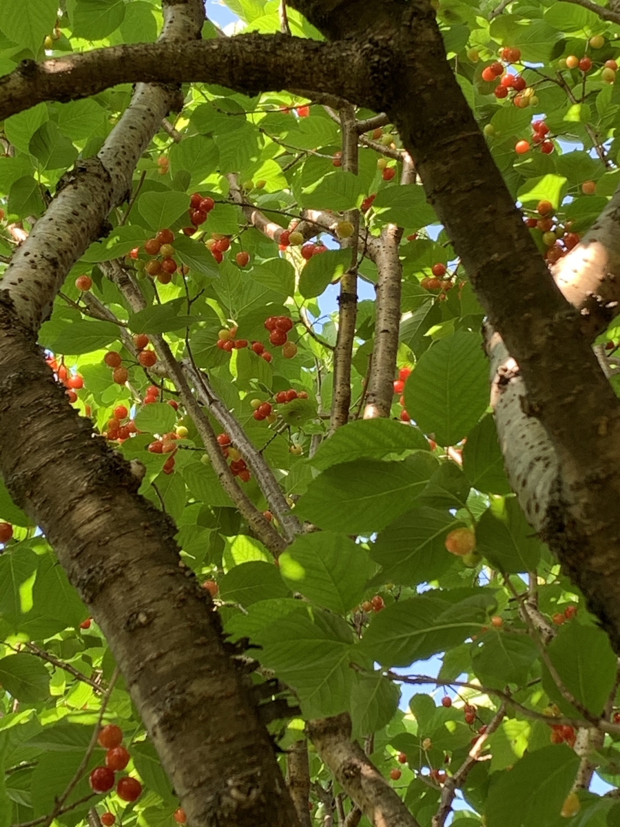 f:id:Question-lab:20210502203548j:plain