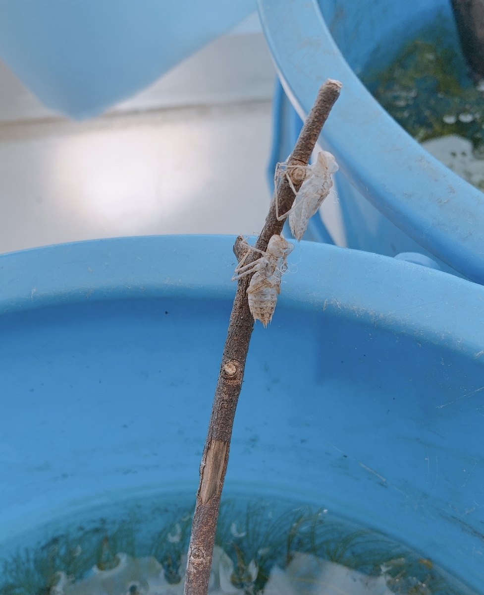 f:id:Question-lab:20210715210548j:plain