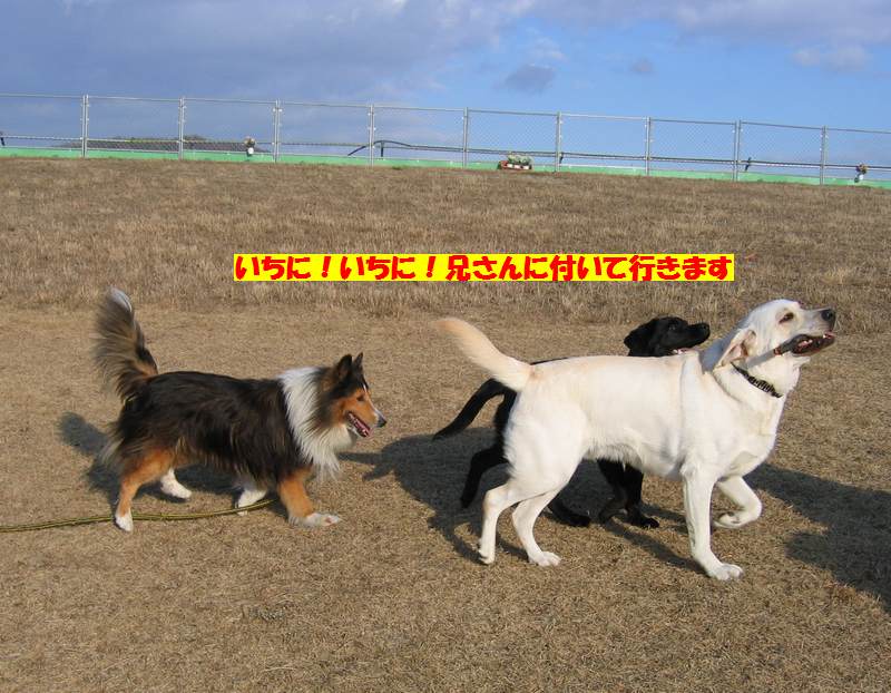 f:id:R-Mercy:20201107073942j:plain