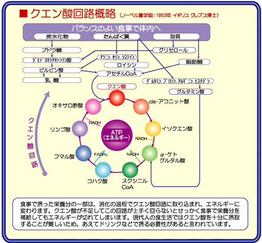 f:id:R-YELL:20201119174402g:plain