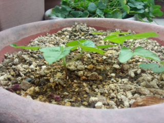 f:id:R-en:20120701230103j:image:w320