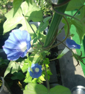 f:id:R-en:20120801195827j:image:h320