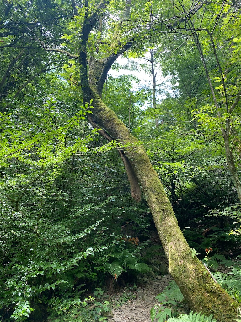 f:id:R-hanohano:20210801001742j:image