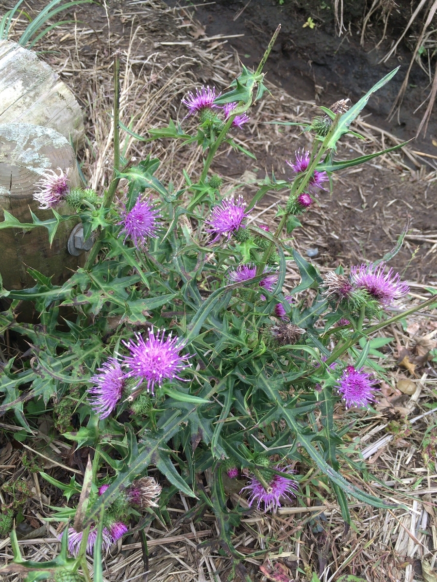 f:id:R-no-Room13:20191020155628j:plain