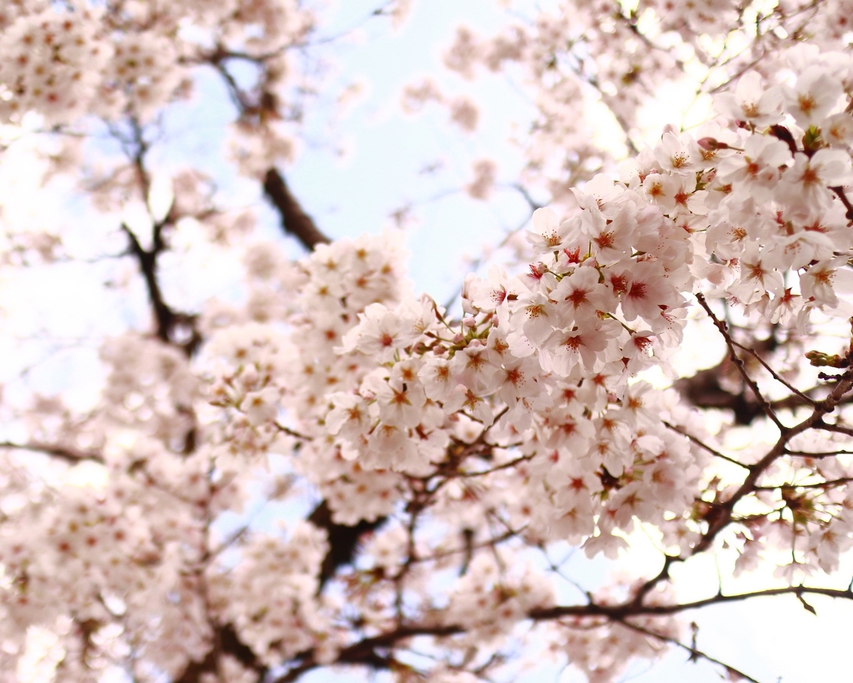 f:id:RAKu:20200329225148j:plain f:id:RAKu:20200329225148j:plain