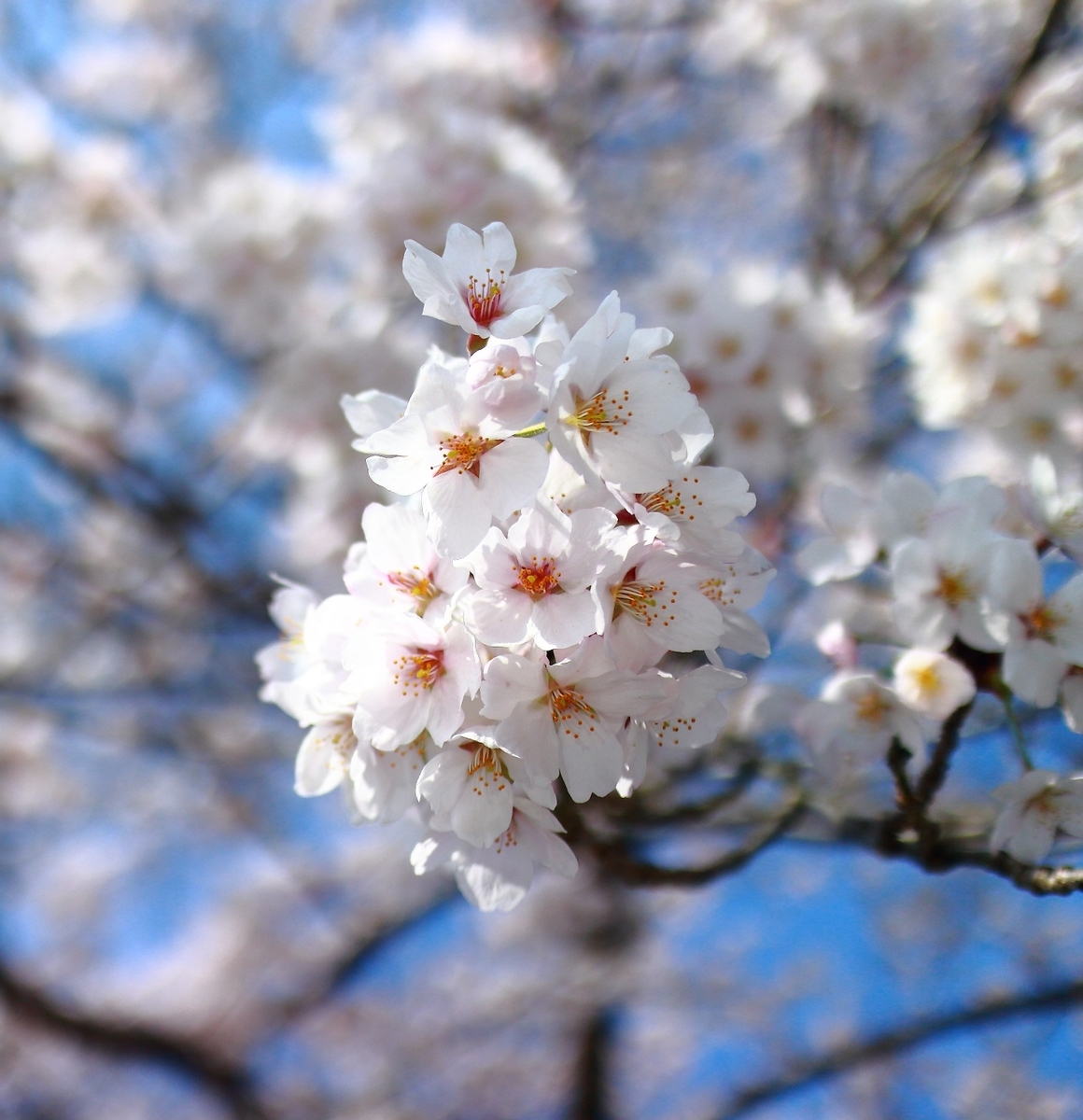 f:id:RAKu:20200425050634j:plain f:id:RAKu:20200425050634j:plain