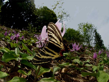 f:id:RANA_sp:20080506013449j:image