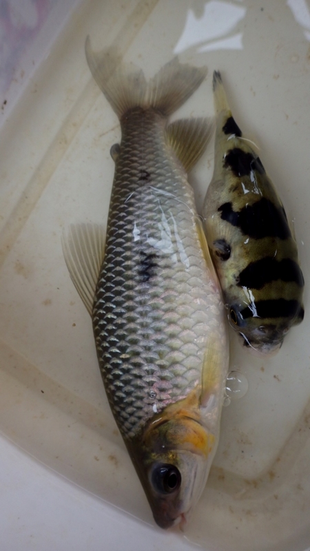 f:id:RANAway:20150531180203j:image:w360