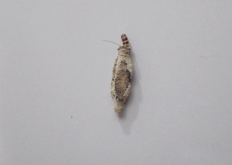 f:id:RANAway:20150607231228j:image:w640
