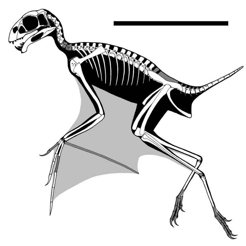 鳥コウモリ - GET AWAY TRIKE !