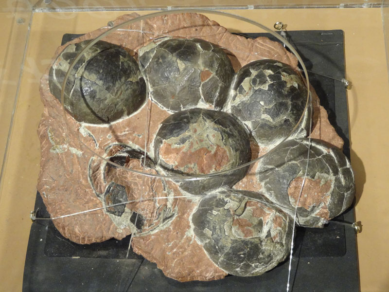 特大 恐竜卵蚕連体の化石