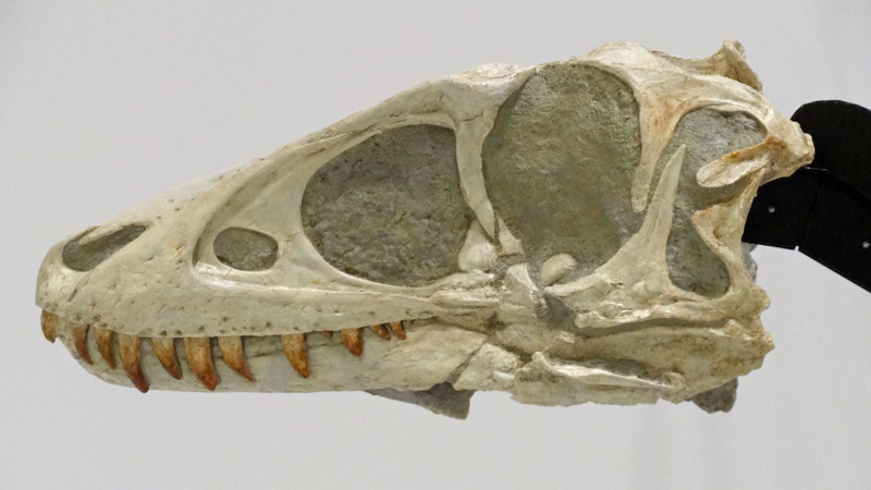 大恐竜展のレポらしきもの 延長戦 - GET AWAY TRIKE !