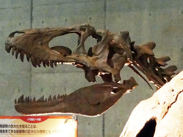 イメージ 16