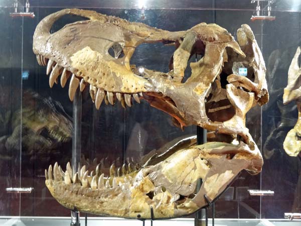 ヨコハマ恐竜展2014 ～新説・恐竜の成長～ - GET AWAY TRIKE !