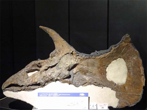 ヨコハマ恐竜展2014 ～新説・恐竜の成長～ - GET AWAY TRIKE !