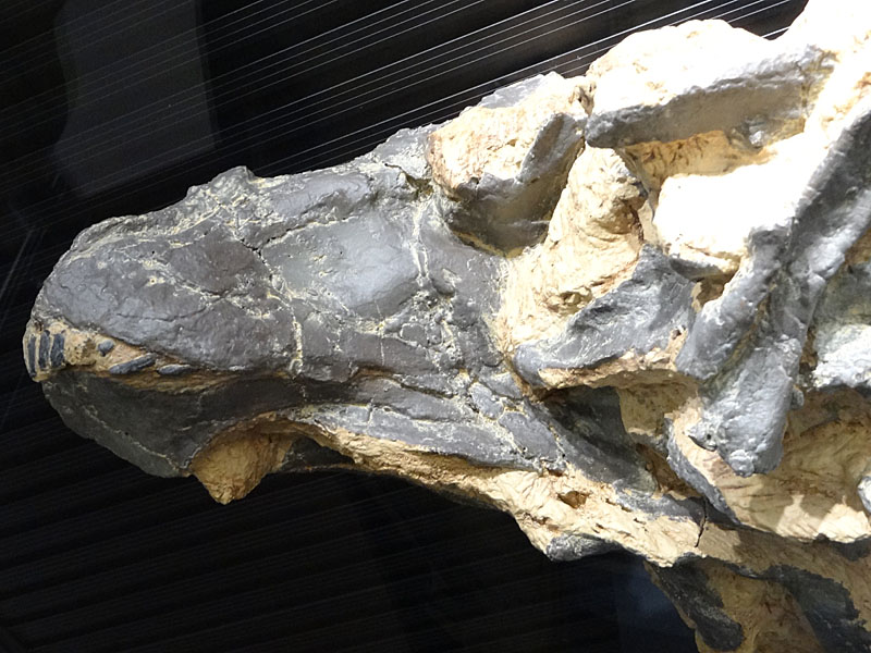 化石　右と左 化石 右と左 化石 右と左 - メルカリ