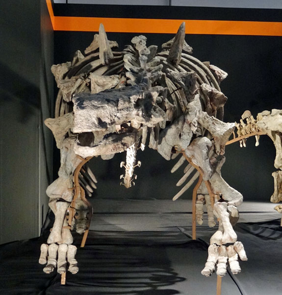 特別展「南アジアの恐竜時代」レポ - GET AWAY TRIKE !