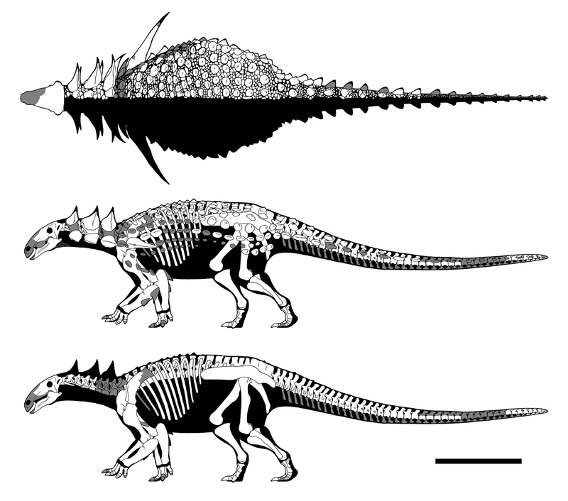 化石　D-3 化石 20種 セット [ZG10] 三葉虫 トリケラトプス