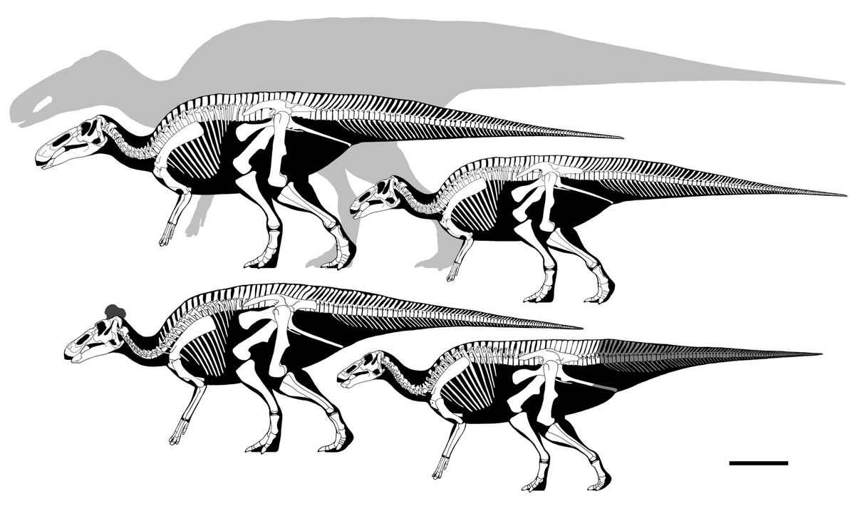 超美麗！！　恐竜　エドモントサウルスの生え替わり構造歯　2本セット Amazon | PNSO 成長シリーズ 80 エドモントサウルス