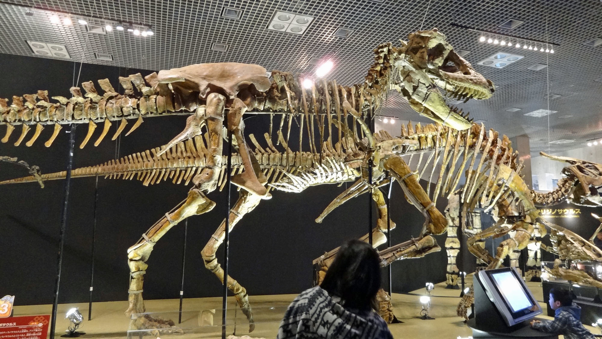 化石　恐竜の椎骨B Amazon.co.jp: UTST 恐竜化石発掘 おもちゃ 発掘キット 恐竜の骨