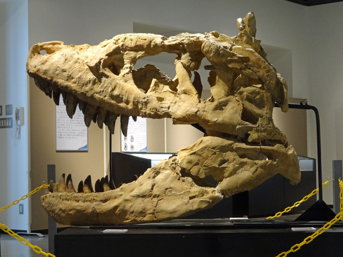 化石 D-15 化石 D-15