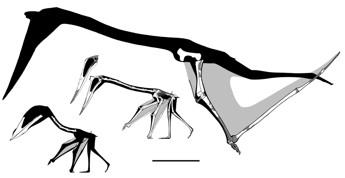 本物　希少　最大種翼竜ケツァルコアトルス　前肢骨化石　ケース付き 本物 希少 最大種翼竜ケツァルコアトルス 前肢骨化石 ケース付き