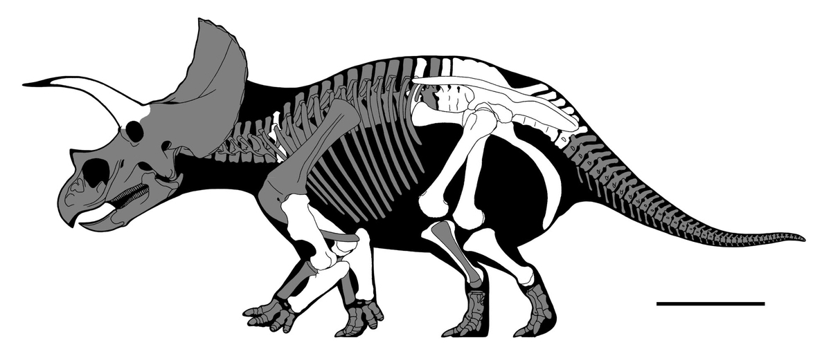P. Triceratops トリケラトプス 三角龍 OC 子株 大きめ P. Triceratops