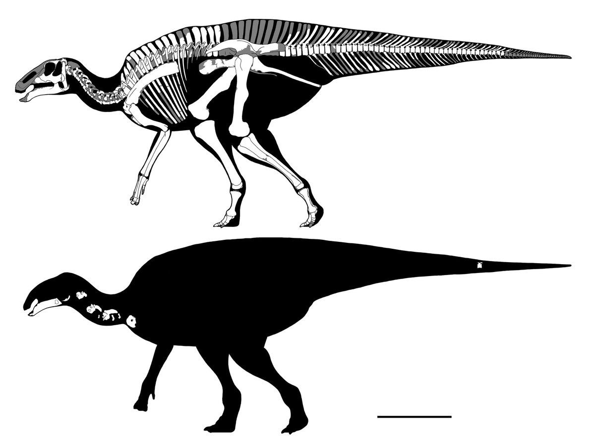 TREEO ✴︎Insanely Rare✴︎極上メロウ レア gluv TREEO ✴︎Insanely