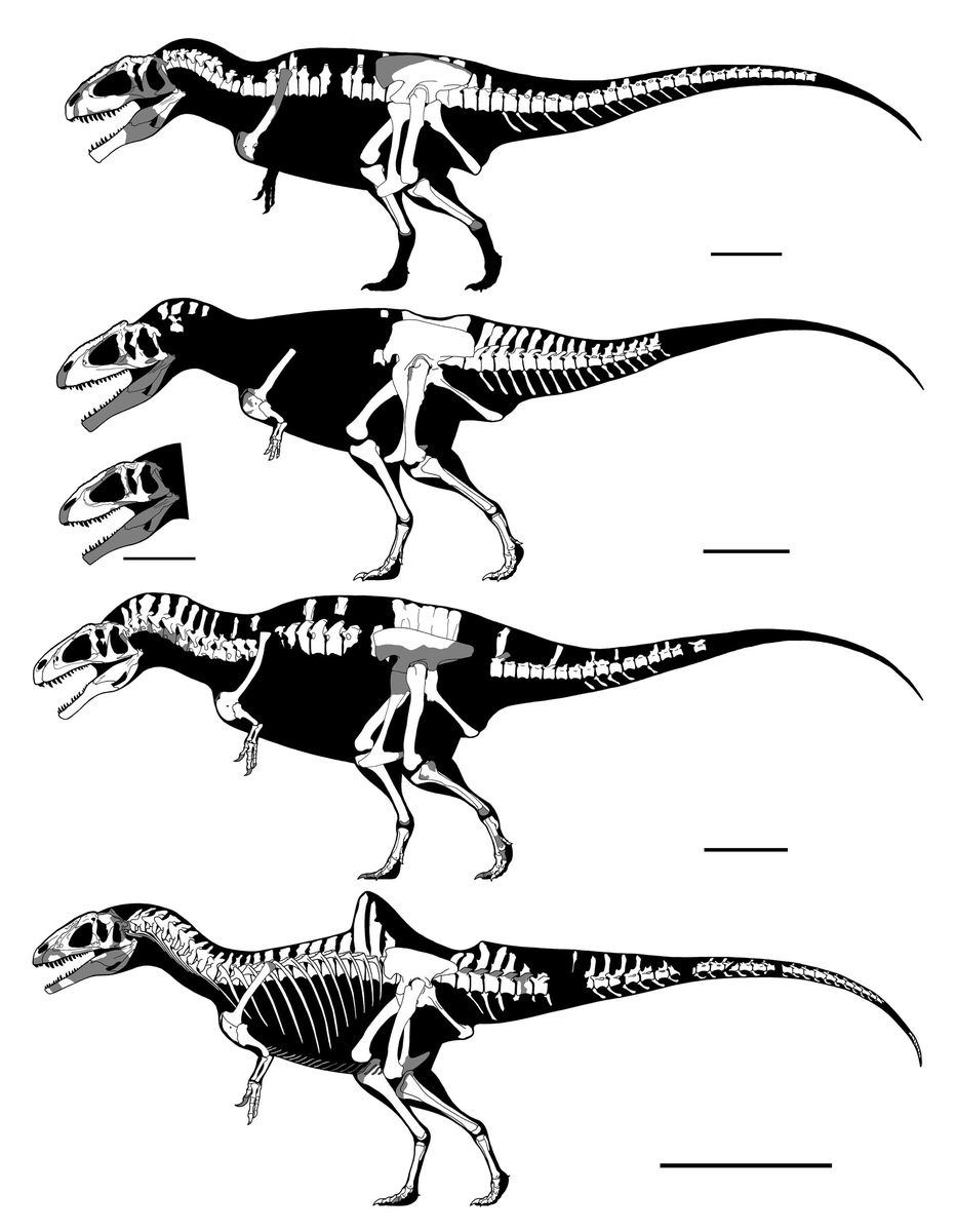 《お待たせ致しました！1》毎年大好評！梨 豊水 送料無料 単衣や夏着物 阿波しじら織 もめん反物「渋め水色 柔らか