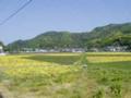 [温泉][2005年5月4日]松崎町・田んぼをつかった花畑