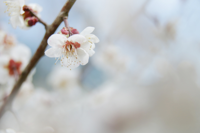 f:id:REMILLA:20160219191250j:image