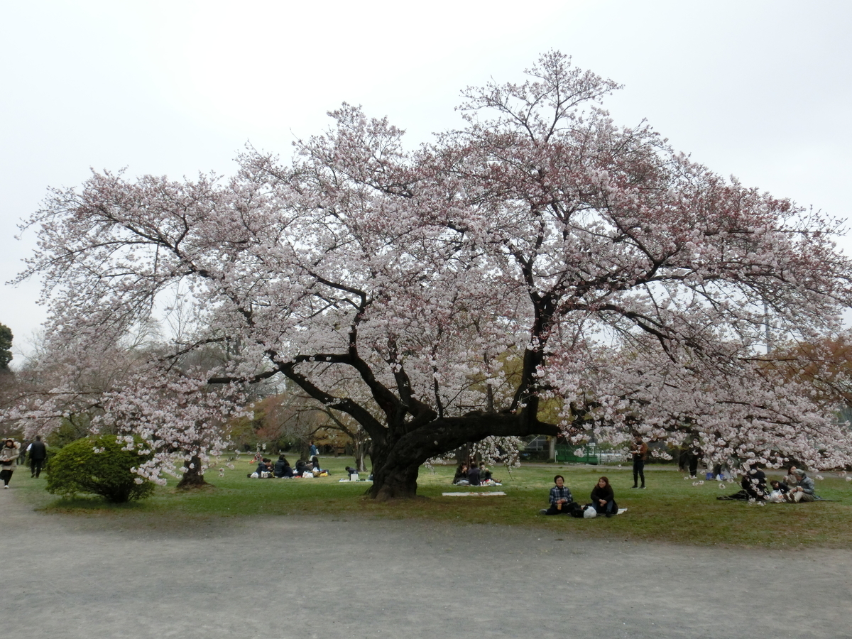 f:id:RENSTA:20190403075510j:plain