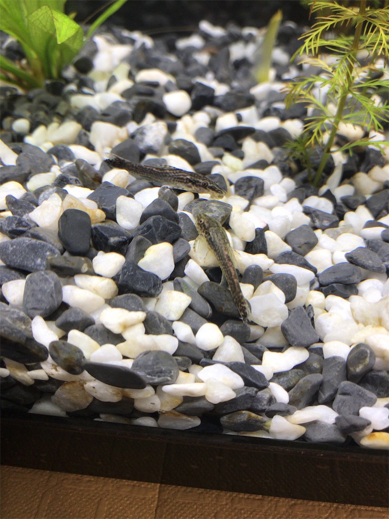 金魚と砂利 なんちゃってアクアリストの部屋