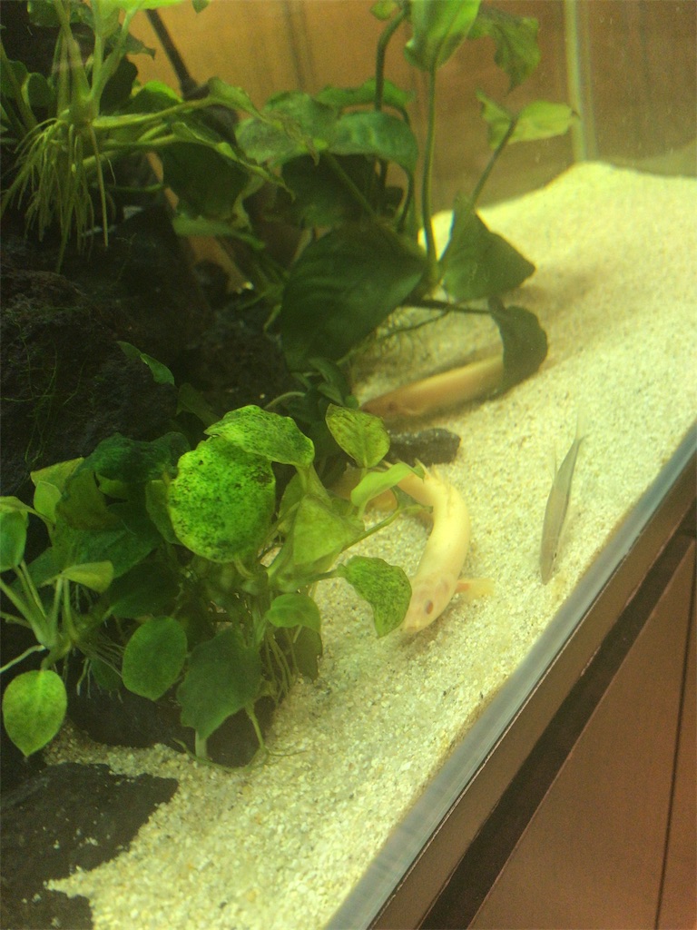 古代魚アクアテラリウム なんちゃってアクアリストの部屋