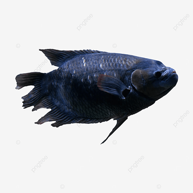 怖い話名作選 見たこともない黒い魚 Retro少年の懐古録