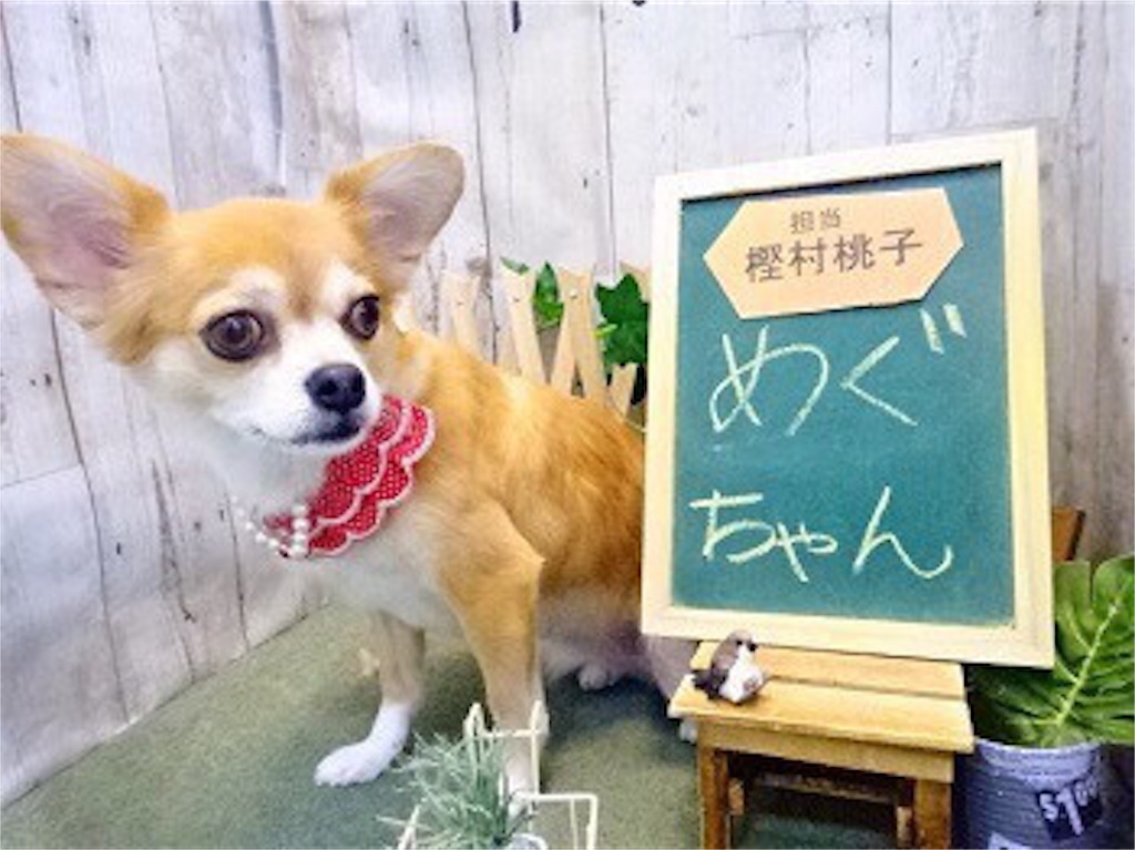 f:id:RIKA-T:20180819095909j:image