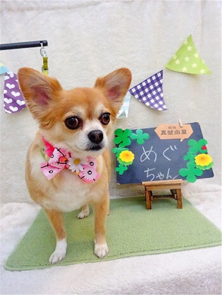 f:id:RIKA-T:20180819125238j:image