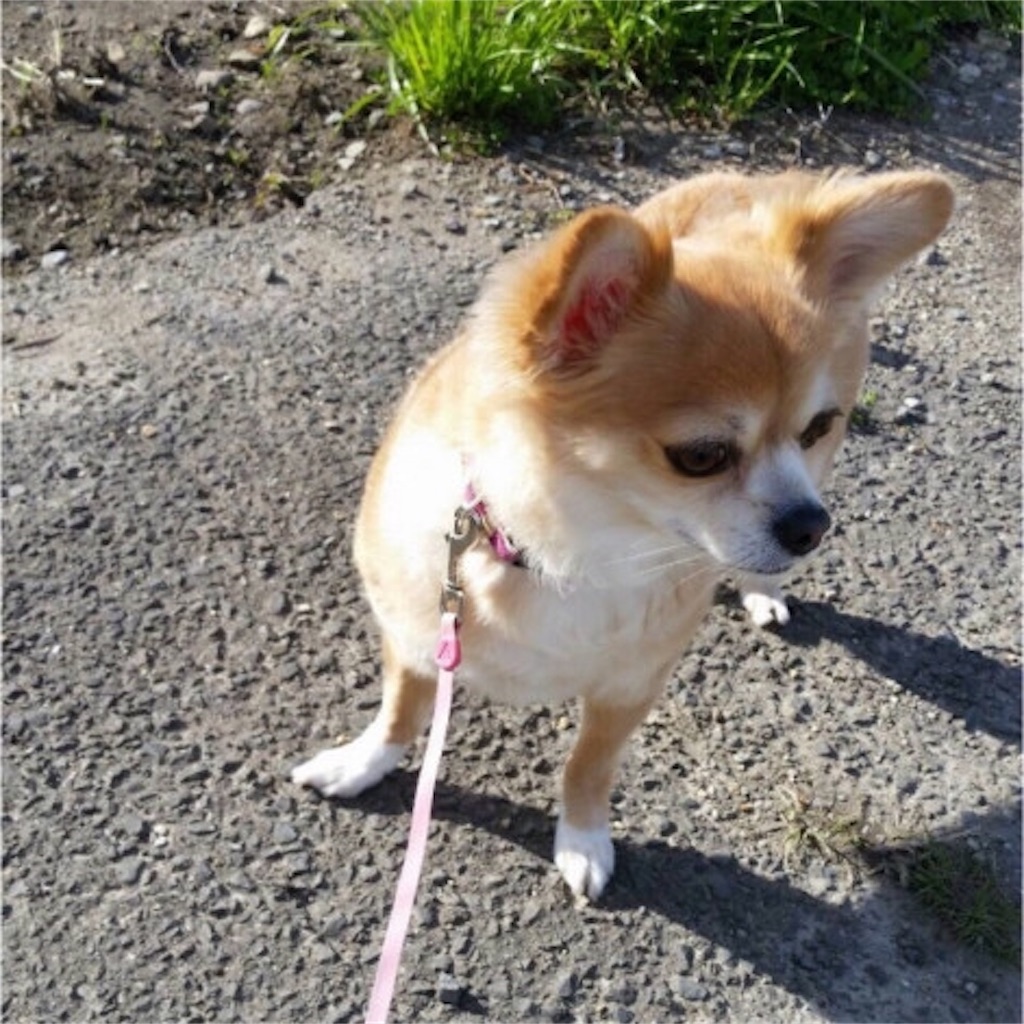 f:id:RIKA-T:20180819130602j:image