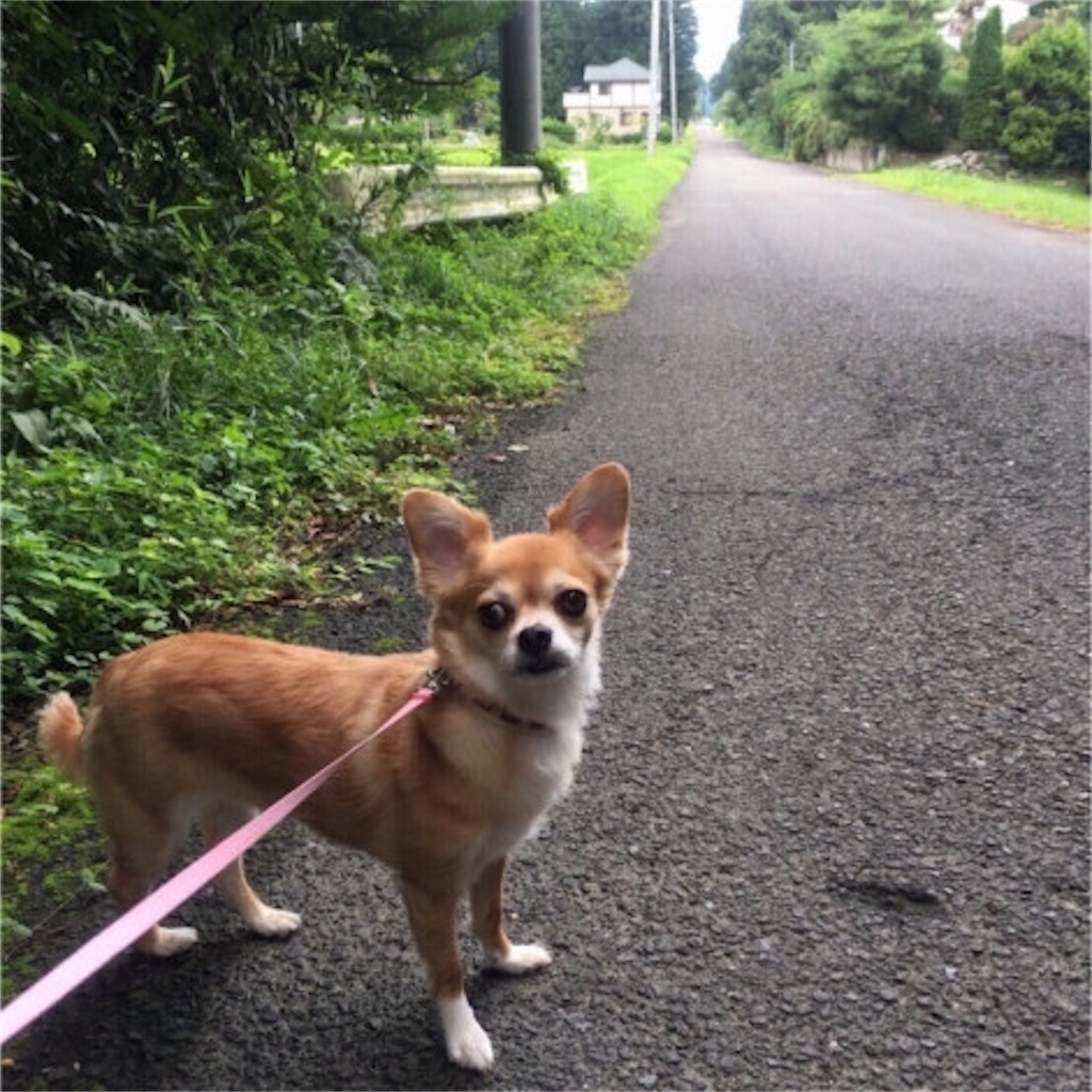 f:id:RIKA-T:20180820134444j:image
