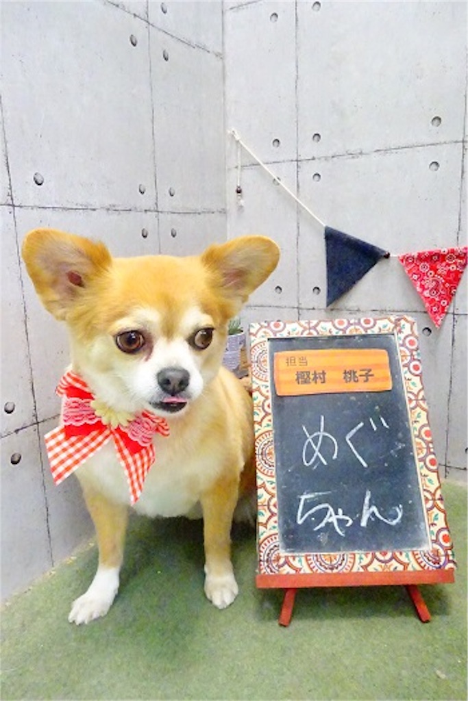 f:id:RIKA-T:20190401064413j:image