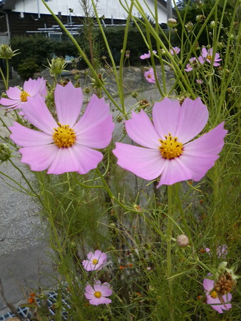 f:id:RIMO:20071026175514j:image