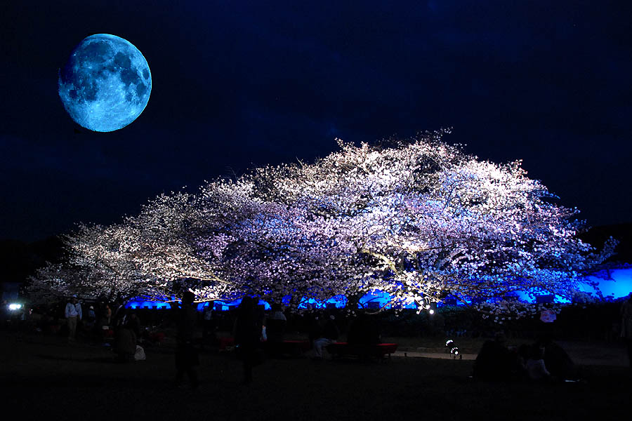 幻視の満月夜桜 - h.Tsuchiya