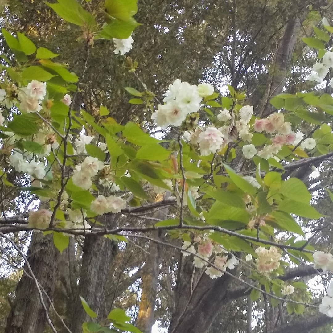 f:id:ROSEMARY819:20210410201358j:plain