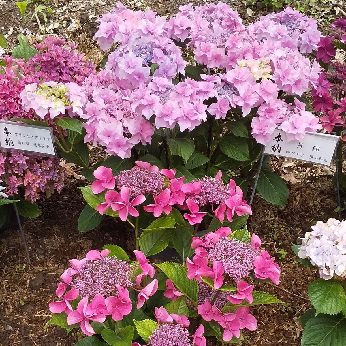 変わった紫陽花 - Secret GardenⅡ