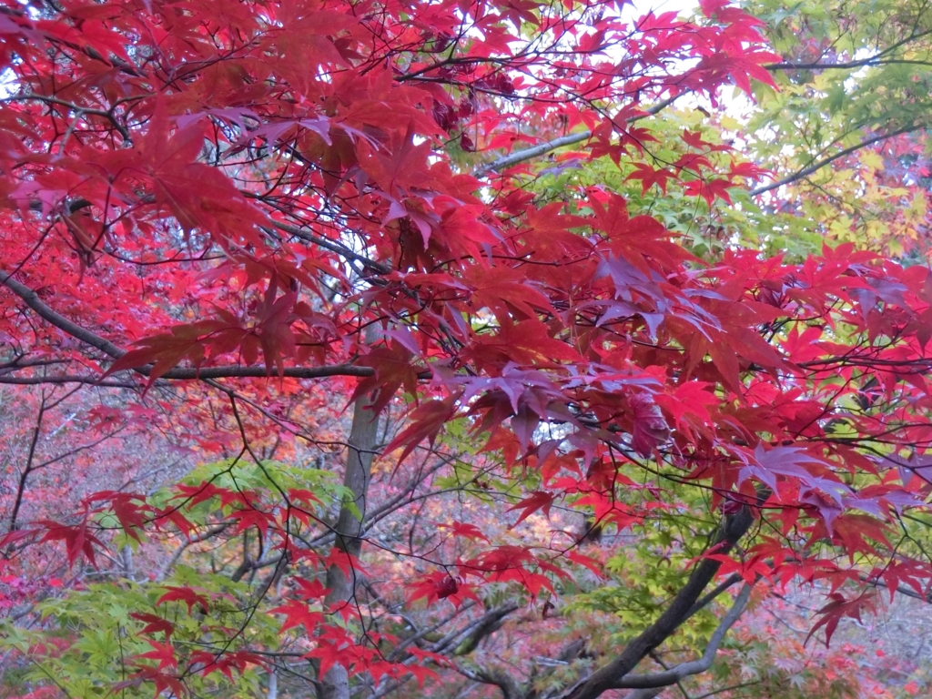 f:id:ROUTE53:20151125074029j:plain