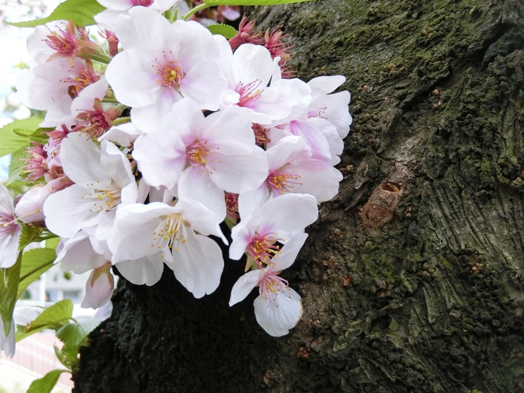 f:id:ROUTE53:20160405130127j:plain