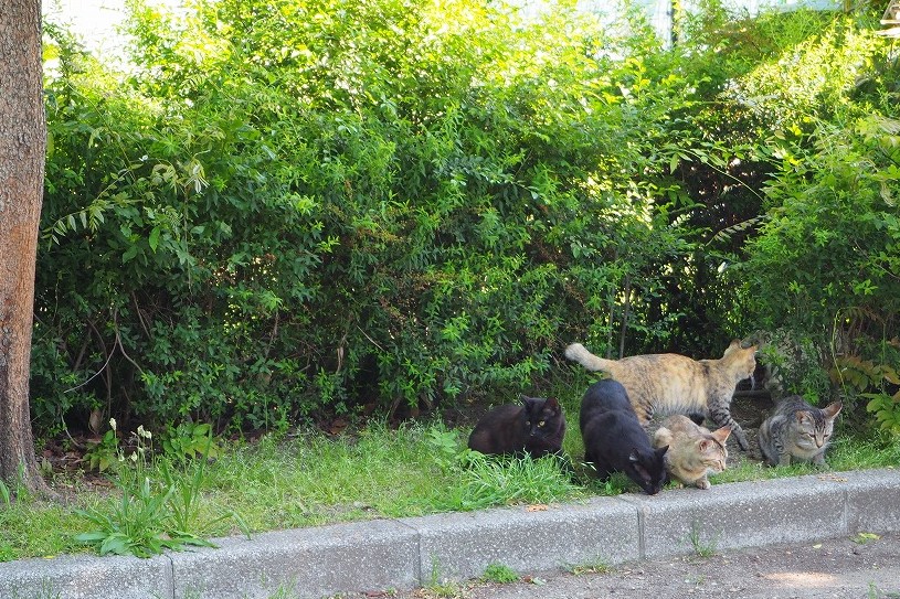 f:id:ROUTE53:20180522165902j:plain f:id:ROUTE53:20180522165902j:plain